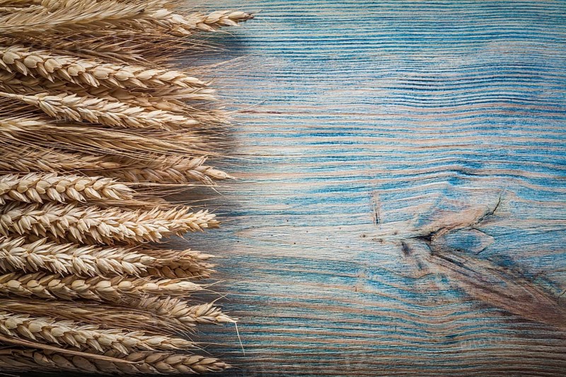 Composition of golden wheat rye ears on wooden board copy space