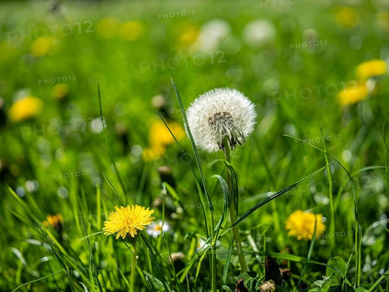Dandelion (Taraxacum), dandelions, in a meadow, Offenbach am Main, Hesse, Germany, Europe