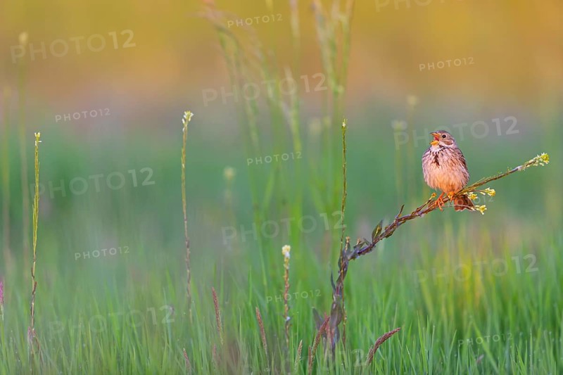 Corn Bunting, Miliaria calandra, Emberiza calandra, Bruant proyer, Triguero, Bad D¸rkheim district, Erpolzheim, Rhineland-Palatinate, Germany, Europe