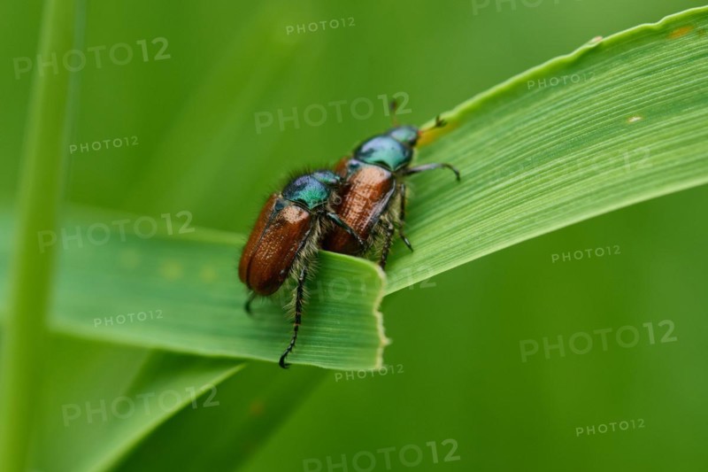 Phyllopertha horticola, or the Garden Chafer. bracken chafer (Phyllopertha horticola)