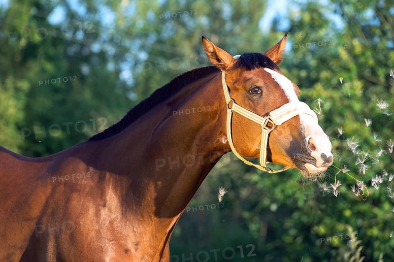 Funny portrait of bay horse