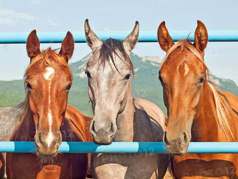 Herd of young arabian fillies