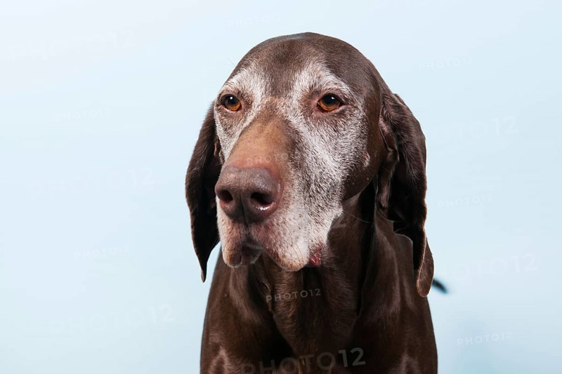 Portrait of an old dog against blue background