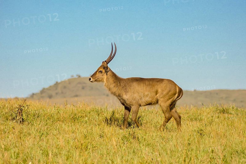Male Kobus defassa, Tsavo, Kenya. A Male Kobus defassa, Tsavo, Kenya, Africa