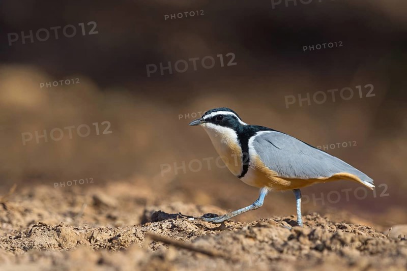 Crocodile-bird, (Pluvianus aegytpticus), Crocodile-bird, Egyptian Plover, Pluvian fluviatile, Pluvial, Njau area, Njau, North Bank, Gambia, Africa