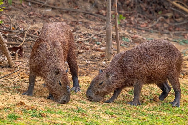 Capybara or capybara (Hydrochoerus hydrochaeris), 2 animals, Pantanal, inland, wetland, UNESCO Biosphere Reserve, World Heritage Site, wetland biotope, Mato Grosso, Brazil, South America