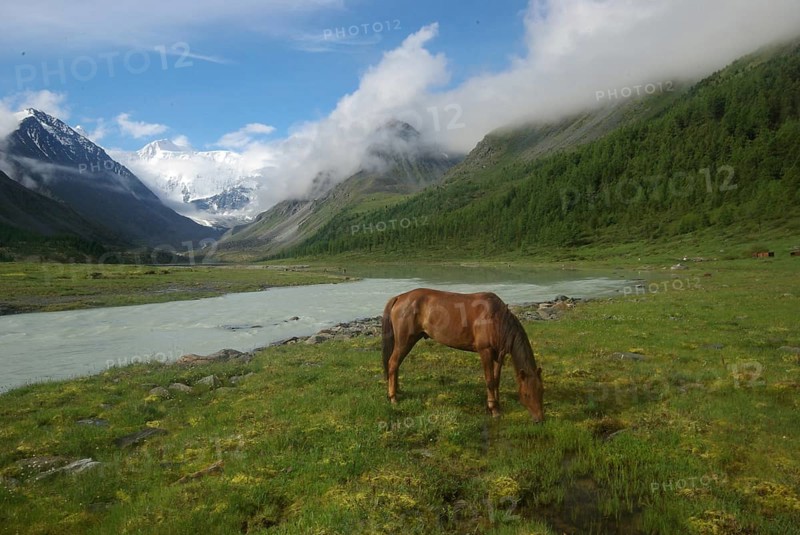 Horse among green grass in nature. Brown horse. Grazing horses in the village