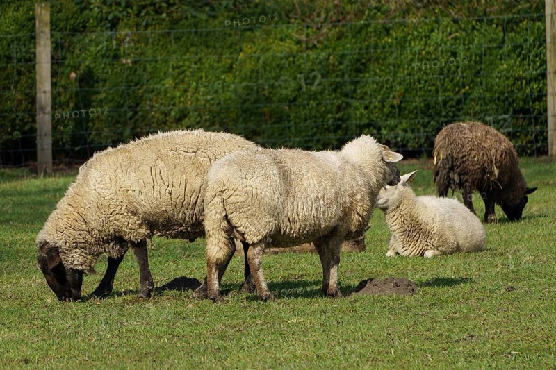 Sheep and lambs grazing and resting on a green meadow, borken, münsterland, germany