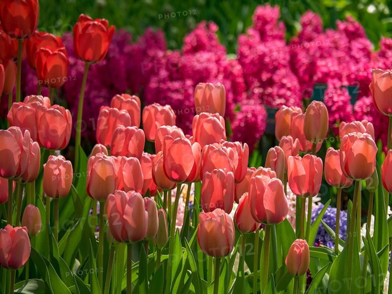 Pink tulips and purple hyacinths blooming in a vibrant flower bed, Amsterdam, Netherlands