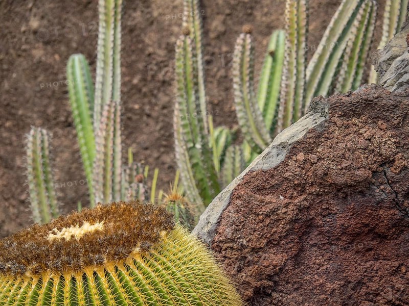 Close-up of a large round cactus next to a rock, Lanzarote, Canary Islands, Spain, Europe