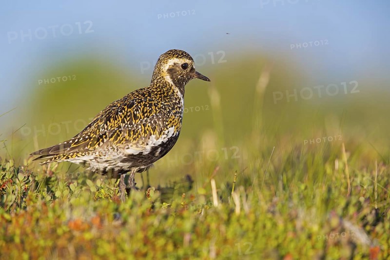Golden plover, (Pluvialis apricaria), Charadrius apricaria, animals, birds, plover, plover family, biotope, habitat, wader, Norðurþing, Húsavík, Iceland, Europe