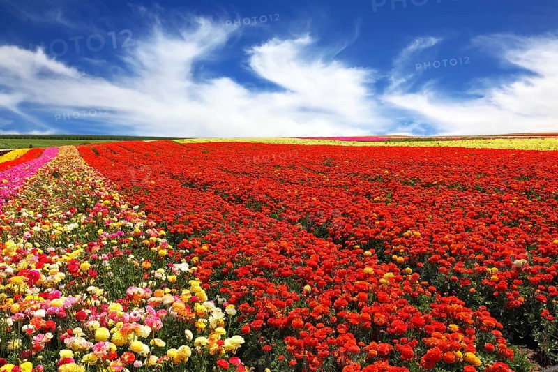 Boundless rural field with flowers red garden buttercups. Strong wind blows clouds across the sky. Flowers are grown for sale and trade