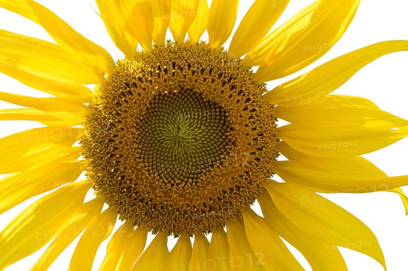 Closeup of sunflower isolated on white background