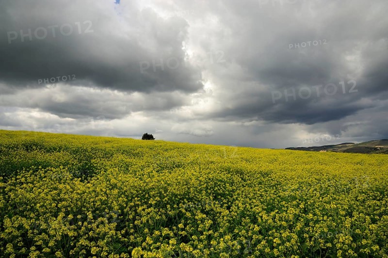 Beautiful grey clouds on a canola field in Tuscany