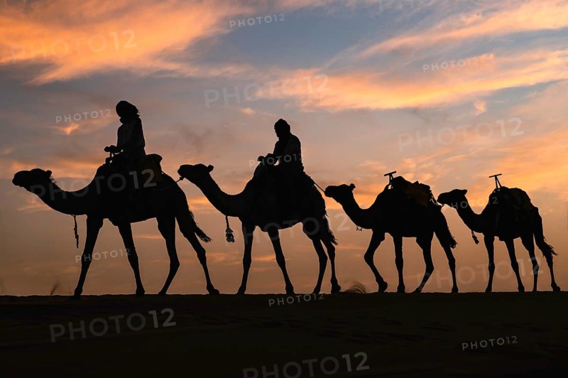 Silhouette of a caravan traveling through the desert at sunrise or sunset. Sahara, Morocco, Africa