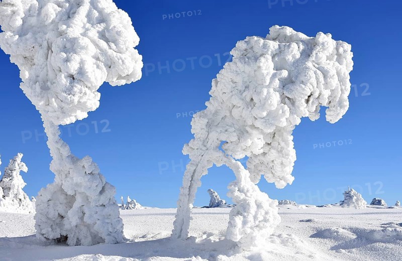 Winter landscape, trees with hoarfrost, Hornisgrinde, Central Black Forest nature park Park, Ortenaukreis, Northern Black Forest, Baden-Württemberg, Germany, Europe