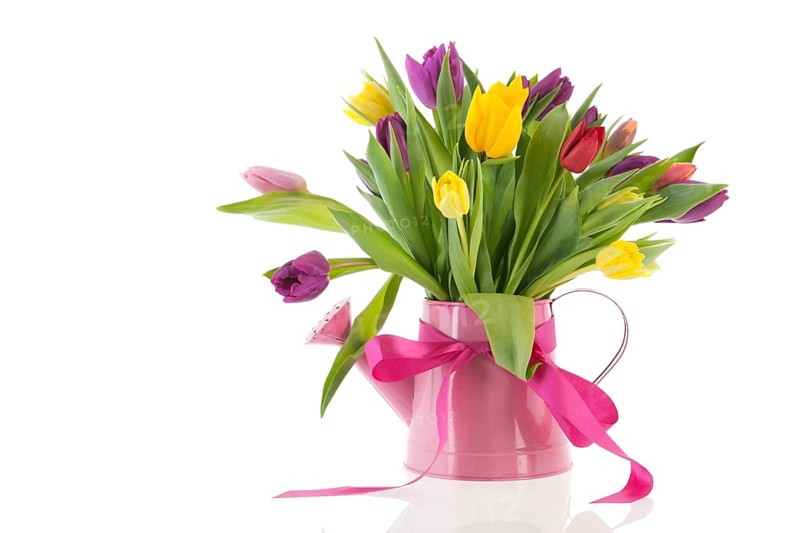 Watering can with colorful bouquet birthday tulips in spring