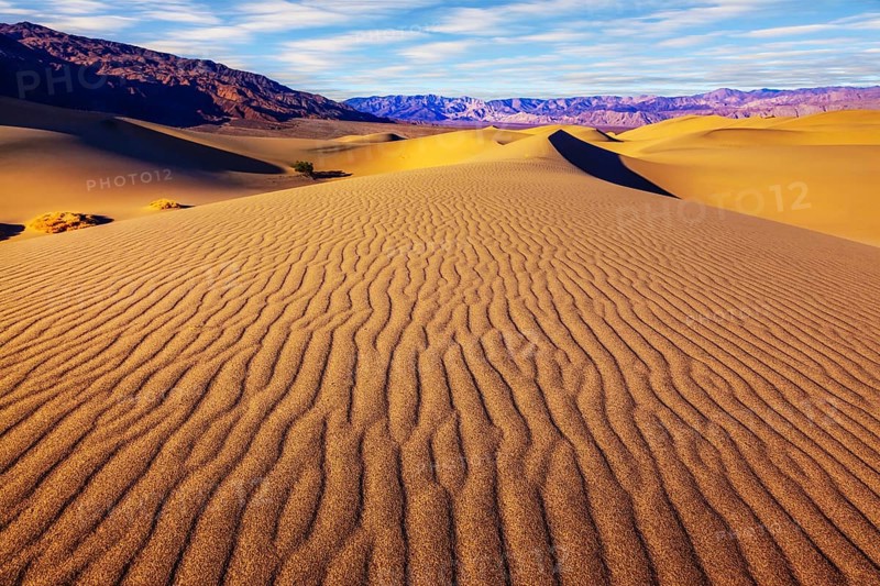 Small bushes grow in the valleys between the barkhans. Orange light in the morning over sand dunes. Mesquite Flat Sand Dunes in Death Valley