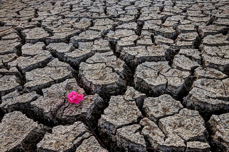 Dry River Bed Flower cracked with drought conditions