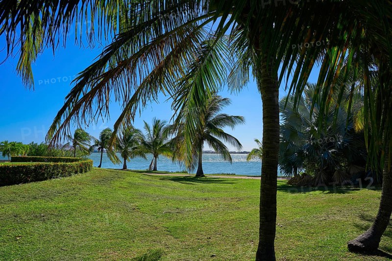 Cancun Pok-Ta-Pok palm trees in Hotel Zone at Nichupte Lagoon of Mexico