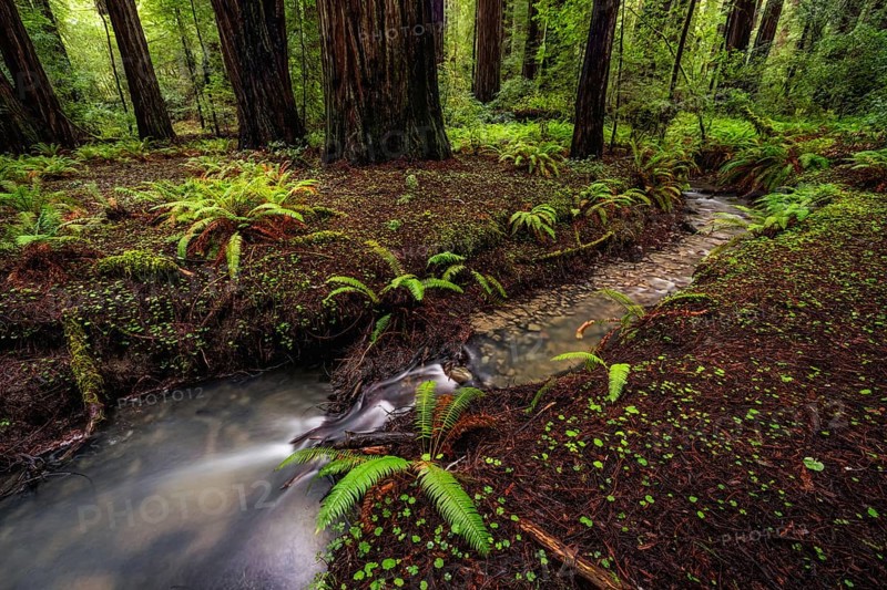 Color image of a redwood forest. Northern California, USA, North America