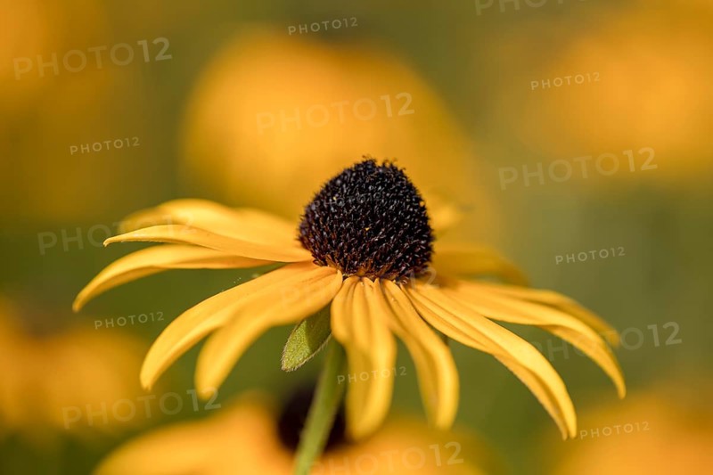 The flower of an arnica
