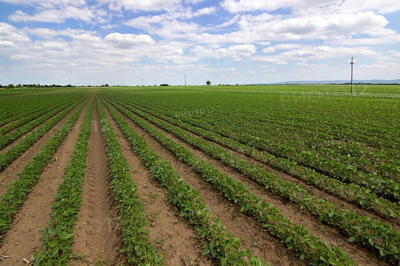 Young green soy plants with large leaves grow in the field