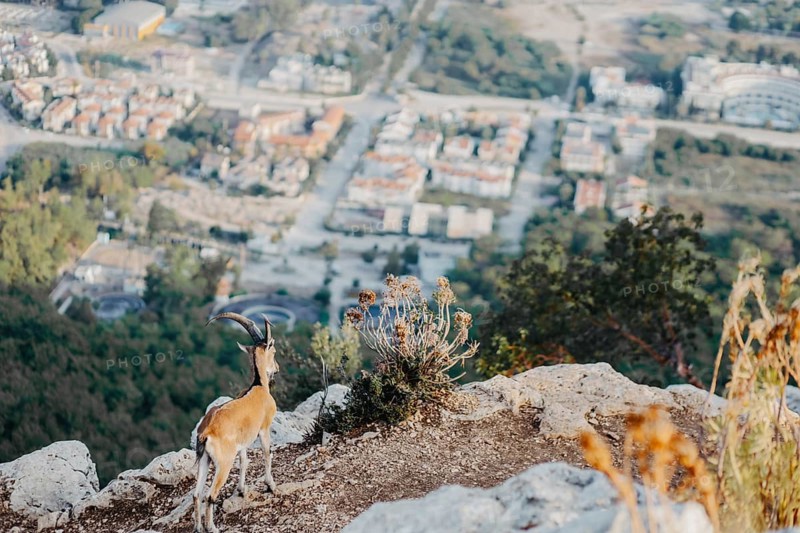 A wild goat near the edge of a cliff overlooking a city with valleys and greenery, blending nature and urban life