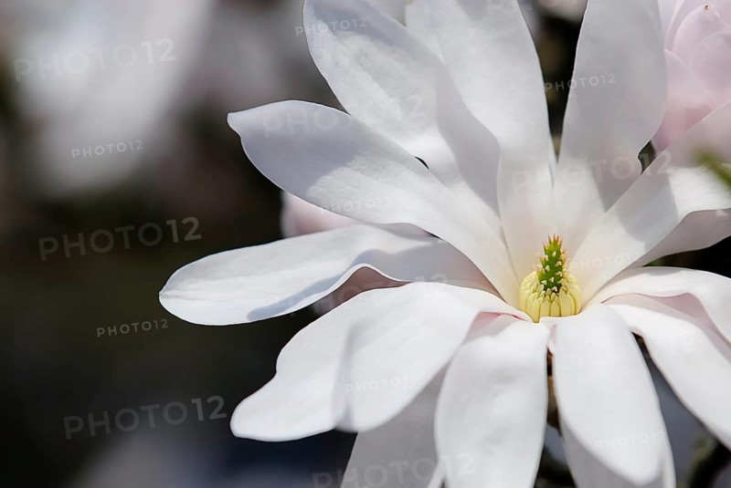 Star magnolia (magnolia stellata)
