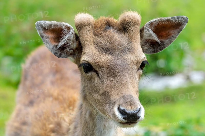 Fallow deer, buck, Karwendel, Tyrol, Austria, Europe