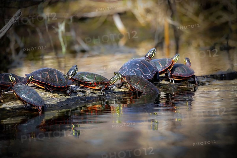 The painted turtle is the most widespread native turtle of North America
