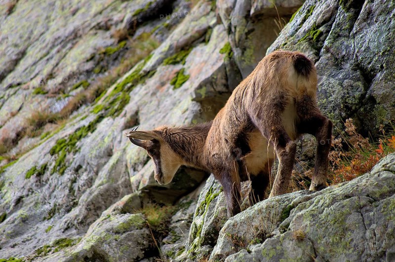 Chamois (female) in the Mercantour National Park, Maritime Alps, France Female chamois in the Mercantour MP, Alpes-Maritimes, France, Europe