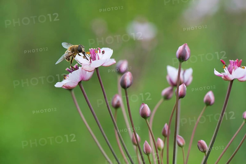 Honey bee on Pink wild grass rush in nature
