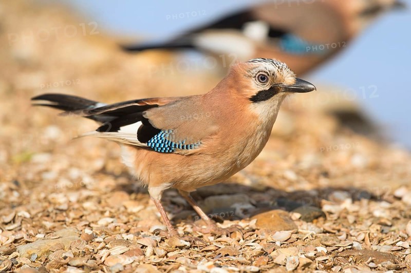 Eurasian jay in nature near water