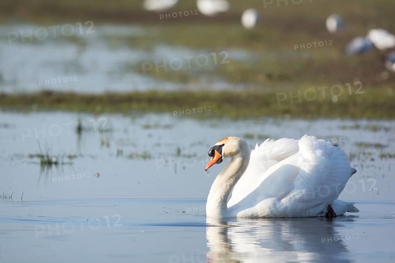 White mute swan swimming in water