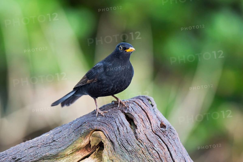 Common blackbird on birch tree