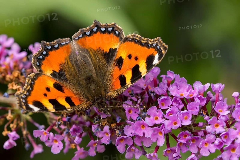 Small tortoiseshell on a flower