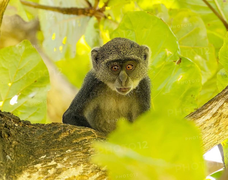 White-throated Monkey (cercopithecus albogularis) in a tree, Kenya, Africa