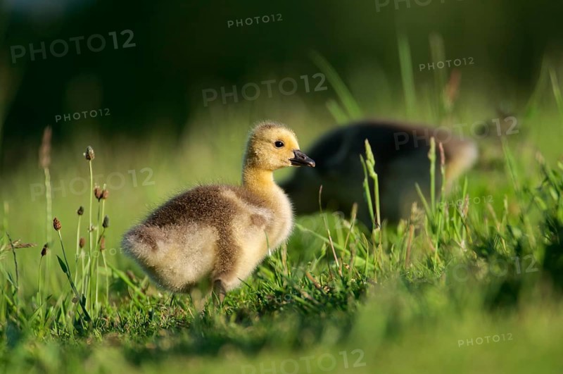 Chick of the Canada Goose