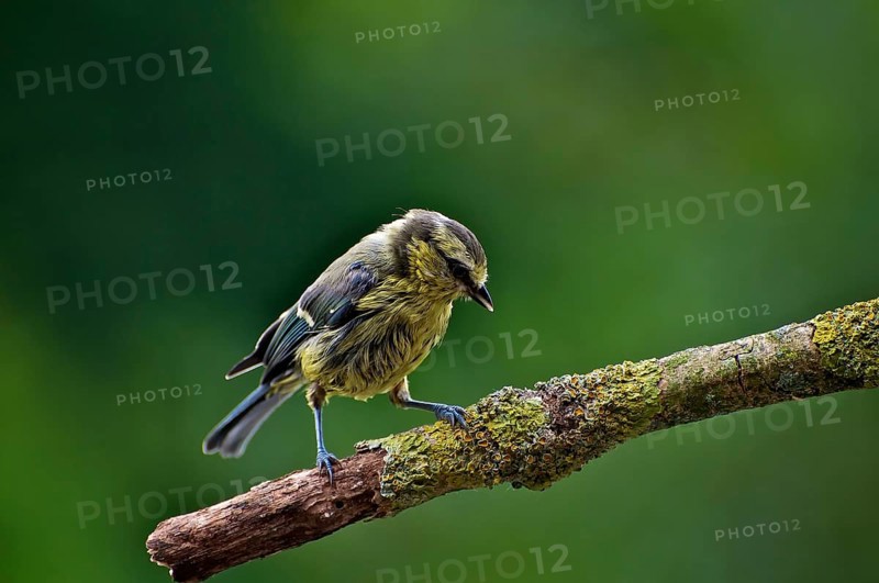 Wet Juvenile Blue Tit on Perch