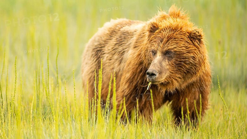 A large Alaskan Grizzly bear looks over to check her cubs while grazing