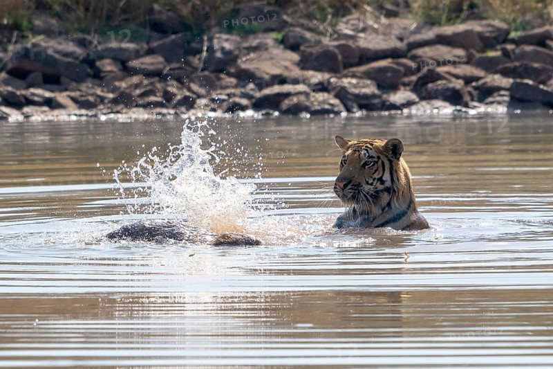 Tiger (Panthera tigris), Bengal tiger or Indian tiger, big cat (Pantherinae), carnivore (Carnivora), critically endangered, playing with killed wild boar (Sus scrofa) in the water, Satpura National Park, Tiger Reserve, Madhya Pradesh, Pachmarhi Biosphere Reserve, India, Asia
