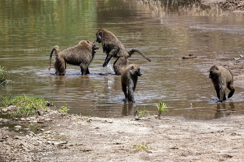Side view of two fighting baboons in the river