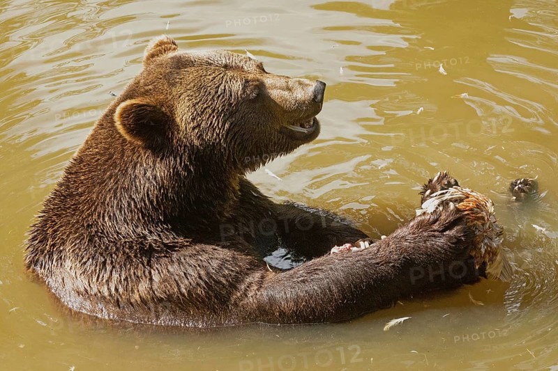 Brown bear with open mouth sitting in water looking right