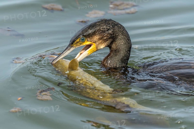 A large eel struggles to escape from a great cormorant (Phalacrocorax carbo)