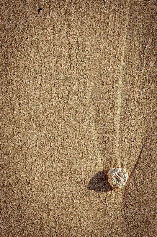 Vacation Image Of Single Piece Of Coral On A Sandy Beach