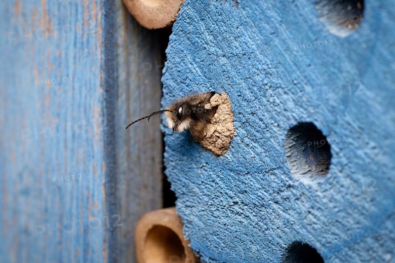 A horned mason bee hatches from its clay-sealed brood cavity in an insect hotel in early March