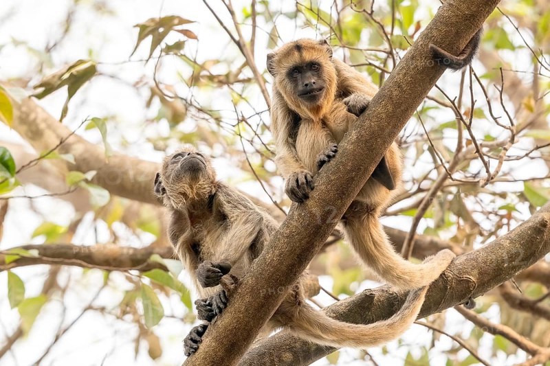 Black howler (Alouatta), juvenile, Pantanal, inland, wetland, UNESCO Biosphere Reserve, World Heritage Site, wetland biotope, Mato Grosso, Brazil, South America