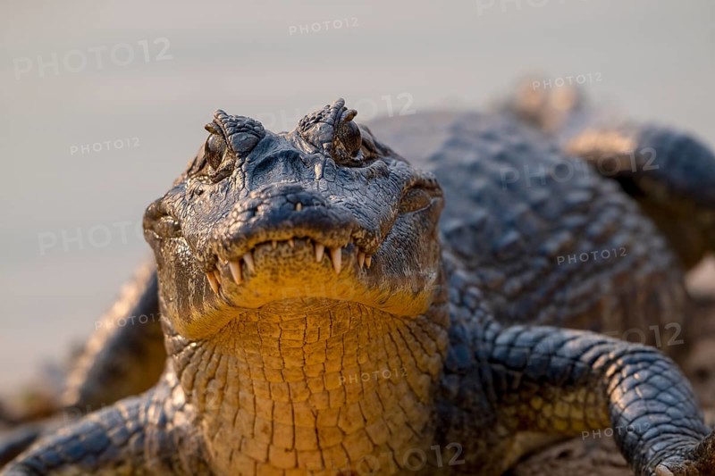 Caiman (Caimaninae), Crocodile (Alligatoridae), crocodile (Crocodylia), animal portrait, eye contact, Pantanal, inland, wetland, UNESCO Biosphere Reserve, World Heritage Site, wetland biotope, Mato Grosso, Brazil, South America