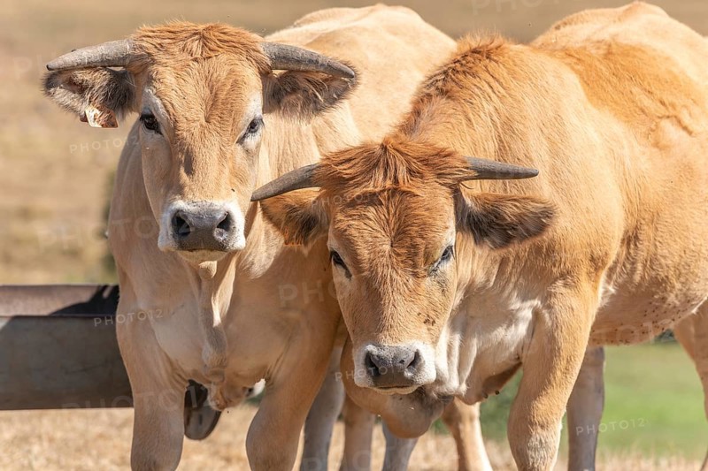 Two Aubrac cows together in pasture in summer. Aubrac, France, Europe